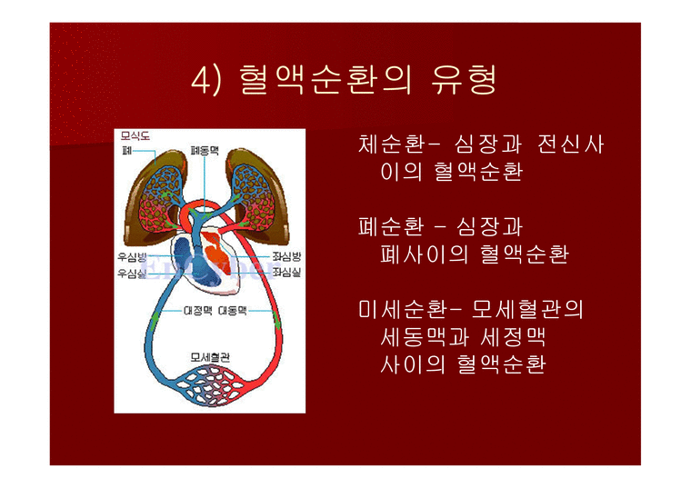 맥관계 혈관계의 구조와 생리-4페이지