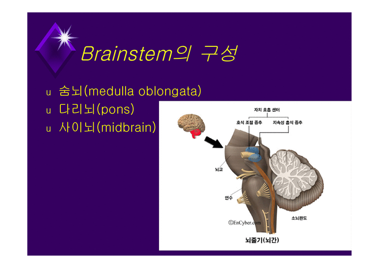 뇌줄기(뇌간 brainstem) 구성 중간뇌의 속구조 - 의약학