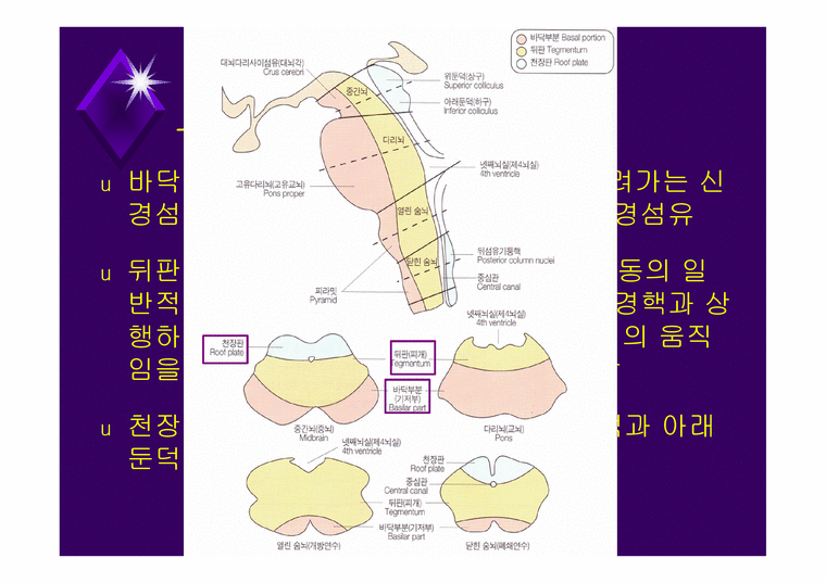 뇌줄기(뇌간 brainstem) 구성 중간뇌의 속구조 - 의약학