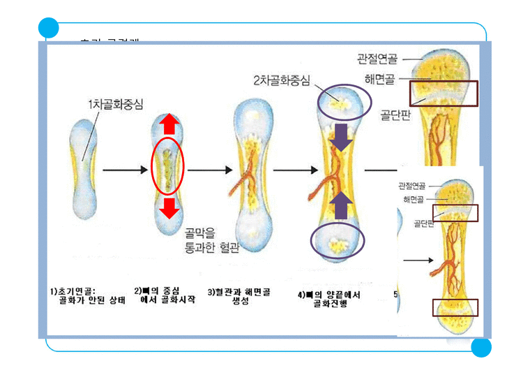 체육기초-발육발달의 기초 - 예체능