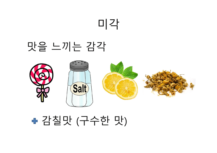 미각과 후각 피부감각 - 미각 - 인문/교육