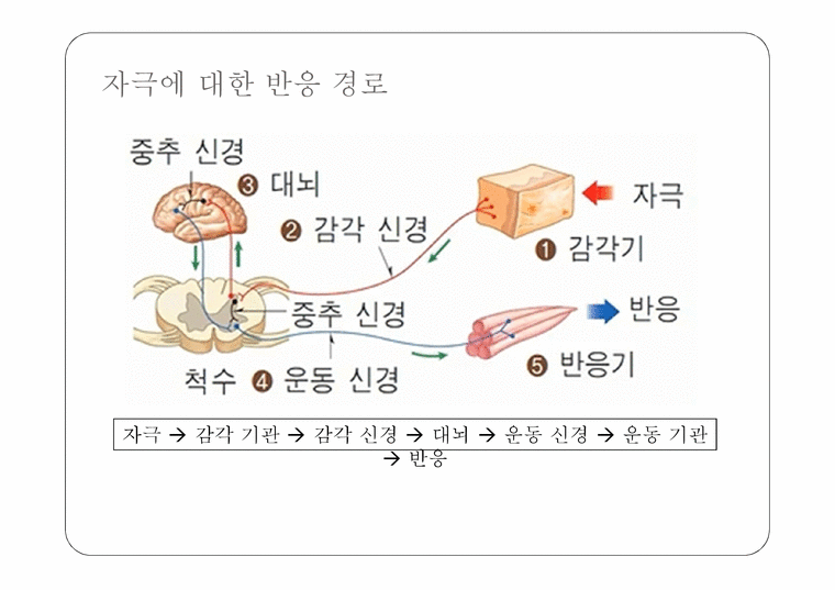자극에 대한 반응 - 반응 경로 - 인문/교육
