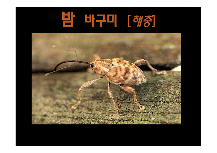 밤 바구미 (해충) - 형태 생활사 - 자연/공학
