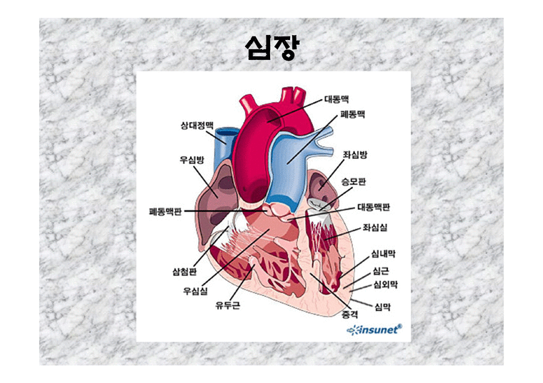 심장과 혈관 - 심장의 모양과 정의 - 인문/교육