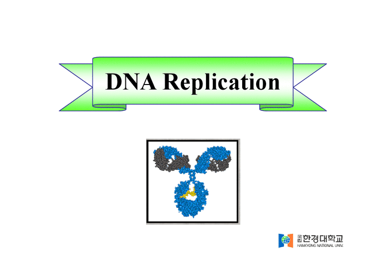 DNA Polymerase(DNA 중합효소)-3페이지
