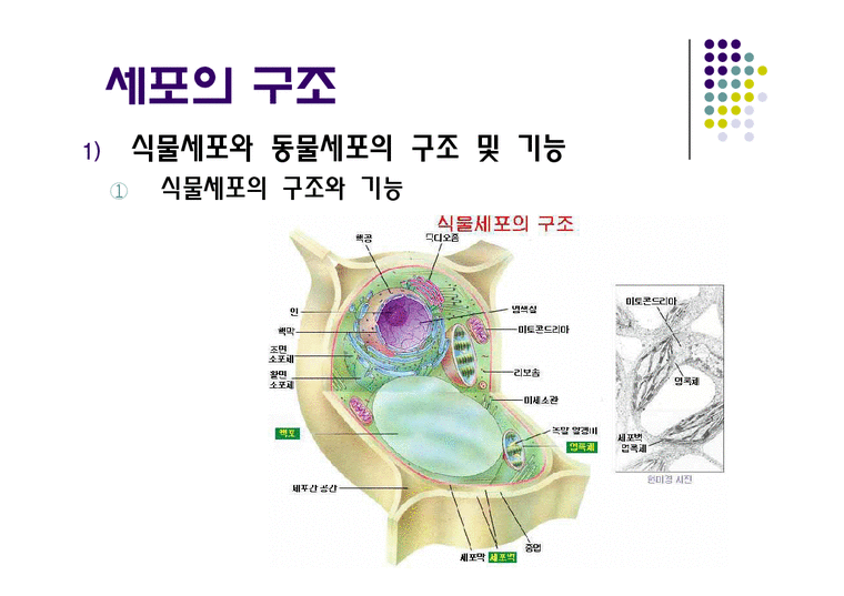 생물학실험 세포의 관찰 - 자연/공학