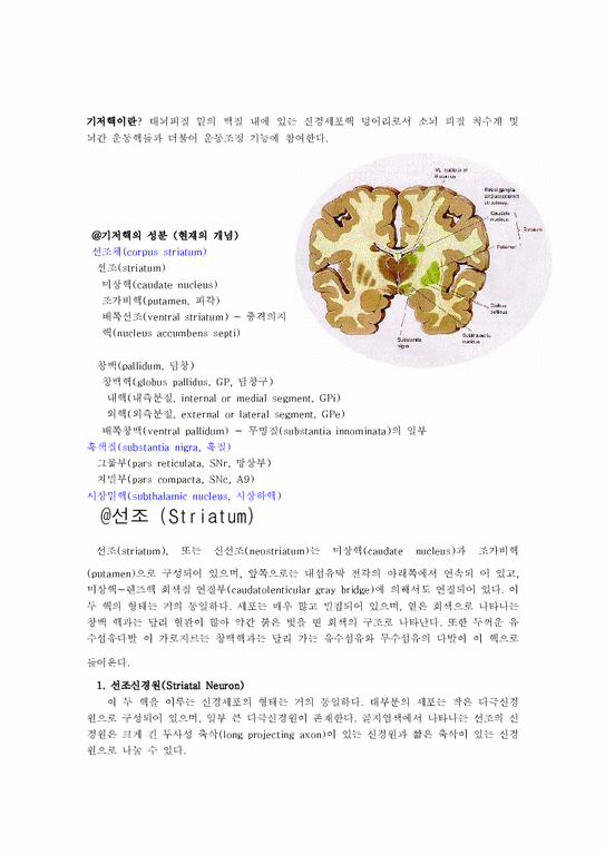 간호학 기저핵이란 - 의약학