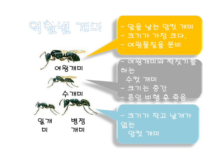 복원생태학  곤충(개미  나비  벌) 특징 수어버 지도안-3페이지