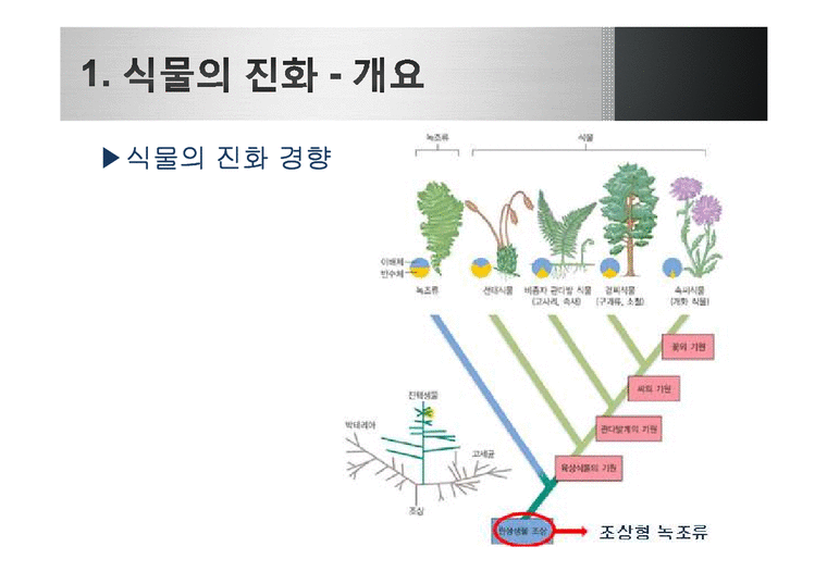 생명과학  식물의 진화-4페이지