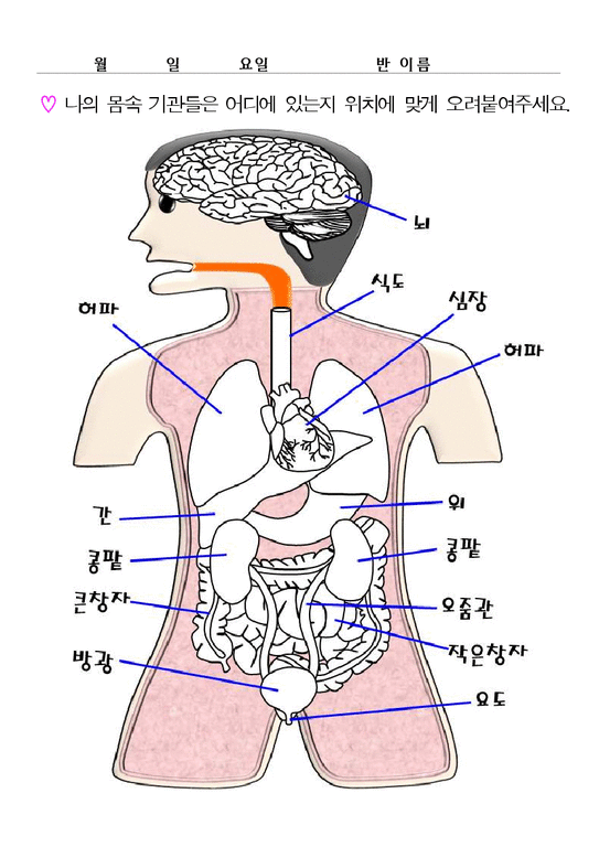 [나의 몸 프로젝트] 교육계획안, 나와 가족, 우리 몸의 뼈, 우리 몸의 기관, 장기, 나의 탄생, 나의 감정, 오감 ...