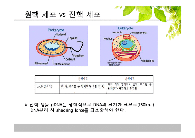유전학  진핵 생물의 DNA 분리-4페이지