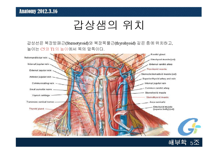 해부학 사람의 목 - 의약학