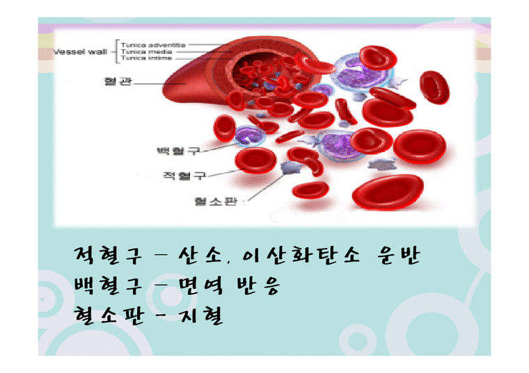 의학 혈구세포 관찰 - 의약학