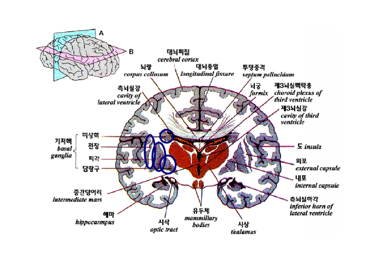 해부생리 기저핵 Basal Ganglia 에 대해 - 의약학