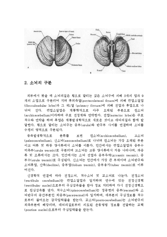 의학 소뇌의 구조와 기능에 관해서 - 의약학