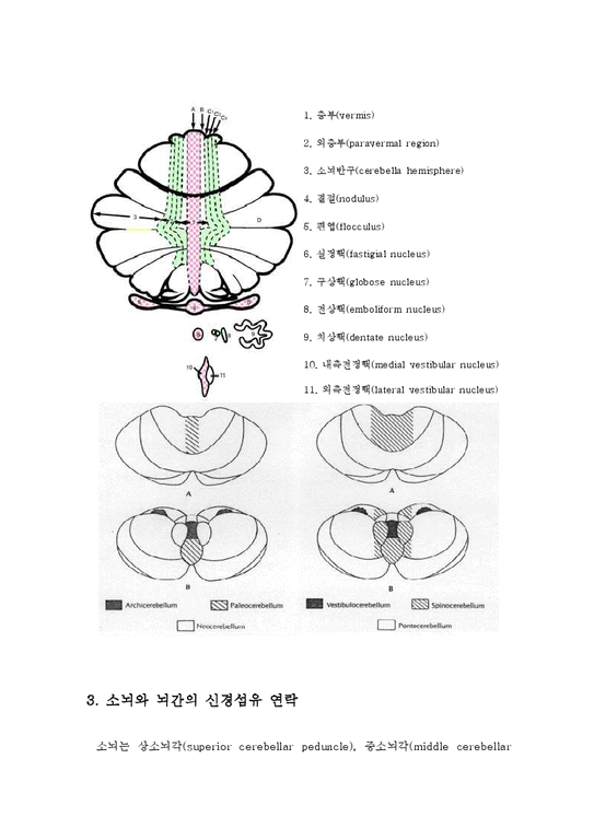 의학 소뇌의 구조와 기능에 관해서 - 의약학