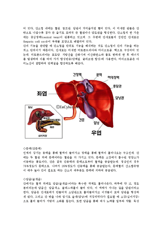 성인간호학 - 간 담도 췌장의 해부학적 구조 및 기능에 관한 보고서 - 의약학