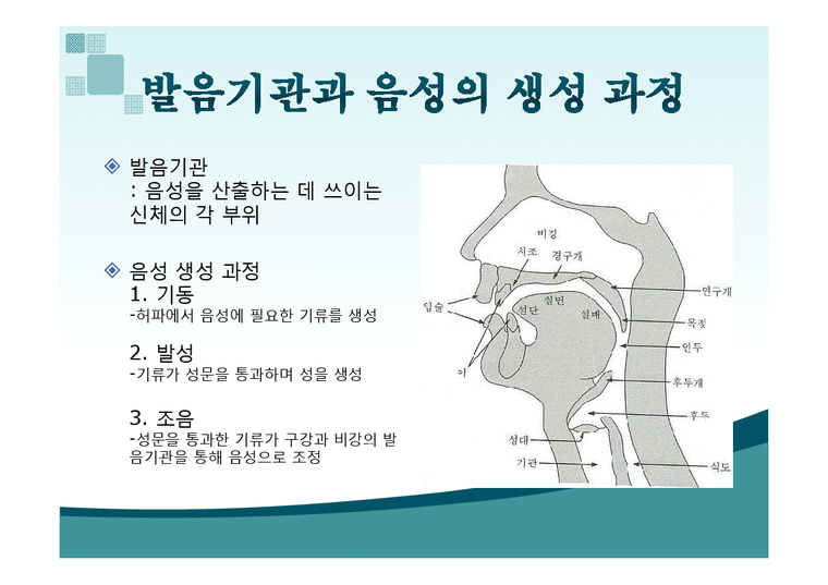 국어학 음운론-발음기관과 음성의 분류 - 인문/교육