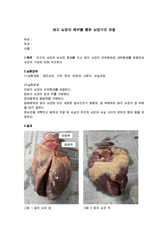 돼지 심장의 해부를 통한 심장구조 관찰(결과)-1페이지