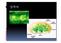 광합성(Photosynthesis) 정의  엽록체  명반응과 암반응-5페이지