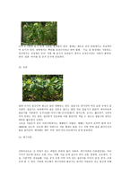 한국 도로공사 수목원 수목도감 및 소감문-10페이지