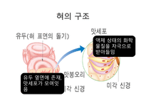 미각과 후각 피부감각 - 미각 - 인문/교육