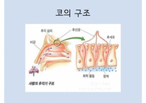 후각과 미각 - 후각이란 - 인문/교육