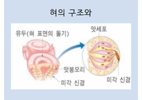 후각과 미각 - 후각이란 - 인문/교육