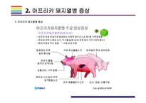 돼지열병 개념  증상  문제와 해결방법  돼지열병 ASF 돼지 아프리카 돼지열병 멧돼지-7페이지