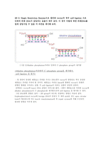 LAB 04 : 재조합DNA의 제조 (제한효소 및 ligase효소반응)-4페이지