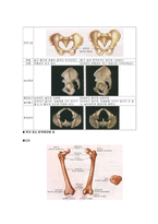 간호  해부  뼈의구조-11페이지