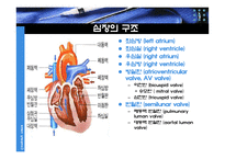 생리학  심장  순환계  순환  운동생리학   생리학 : 심장과 순환-16페이지