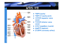 생리학  심장  순환계  순환  운동생리학   생리학 : 심장과 순환-17페이지