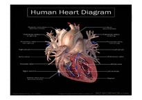 생리학  심장  순환계  순환  운동생리학   생리학 : 심장과 순환-18페이지