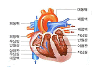 생리학  심장  순환계  순환  운동생리학   생리학 : 심장과 순환-20페이지