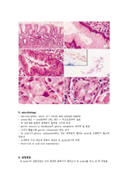 의학  간호학  헬리코박터 파일로이 (Helicobacter pylori)-4페이지
