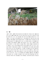 복원생태학  남산&한강의 외래식물-11페이지