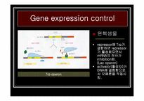 나노 The control of gene expression(유전자 발현 조절) 에 관한 발표보고-5페이지