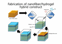 Hybrid scaffold for skin regeneration(영문)-17페이지