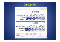 약품분자생물학  PI-103 which inhibits both PI3 kinase & mTOR in malignant glioma-14페이지