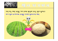 쌀!쌀!쌀! 이야기나누기  쌀프로젝트  곡식프로젝트  가을  농촌  밥프로젝트  벼프로젝트  쌀로만든음식  쌀이되기까지  벼가되는과정-7페이지