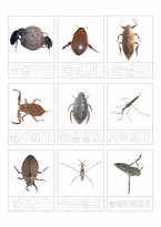 곤충프로젝트 교육계획안  창의활동지  동물프로젝트  주제선정의 이유  주요개념  주제망  곤충의 구조  생김새  곤충의 몸-14페이지