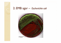 임상화학  Enterobacteriaceae(장내세균과)세균 분리를 위한 선택배지)-16페이지
