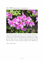 관광학  우리나라 꽃 축제(진달래  개나리  철쭉  벚나무) 조사-16페이지