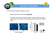 의약학  논문요약-Inhibitory Effects of Fucoidan in 3T3-L1 Adipocyte Differentiation(영문)-7페이지