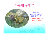 개구리의 종류(음성녹음) 이야기나누기  개구리프로젝트  봄프로젝트  동물  양서류-12페이지