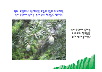 소나무의 종류와 쓰임새(음성녹음) 이야기나누기  상호작용  소나무프로젝트  식물프로젝트  소나무의 친구들  소나무과  PPT-8페이지