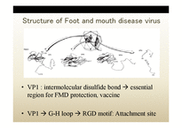 생물학  구제역바이러스(foot and mouth disease virus)(영문)-9페이지