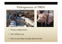 생물학  구제역바이러스(foot and mouth disease virus)(영문)-11페이지