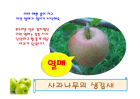 사과가 주렁주렁(음성녹음) 이야기나누기  상호작용  사과프로젝트  가을과일  사과의생김새  사과나무열매  사과씨  사과꽃  사과의좋은점-13페이지